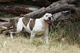 BOULEDOGUE AMERICAIN 073